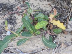 Sonchus megalocarpus