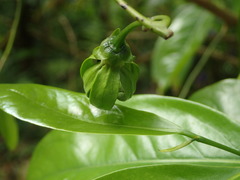 Artabotrys hexapetalus