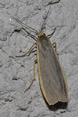 Eilema lurideola