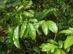 Artabotrys hexapetalus