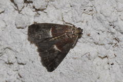 Acrobasis marmorea