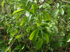 Artabotrys hexapetalus