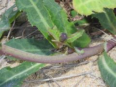 Sonchus megalocarpus