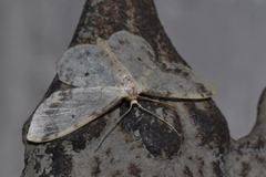 Idaea trigeminata
