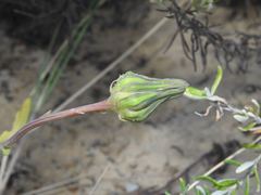 Sonchus megalocarpus