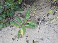 Sonchus megalocarpus