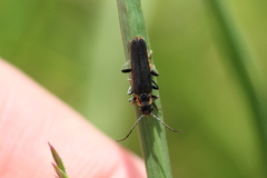 Cantharis pulicaria