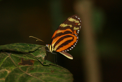 Melinaea lilis imitata