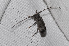 Exocentrus adspersus