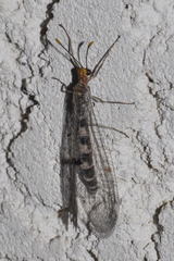 Megistopus flavicornis