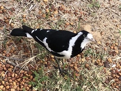 Grallina cyanoleuca