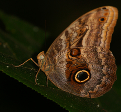 Caligo oileus scamander
