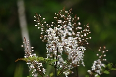 Pterolobium hexapetalum