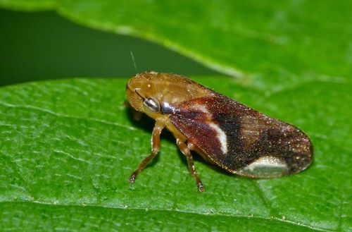 Carystoterpa fingens (Walker, 1851)