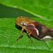 Variegated Spittlebug - Photo (c) Steve Kerr, some rights reserved (CC BY), uploaded by Steve Kerr