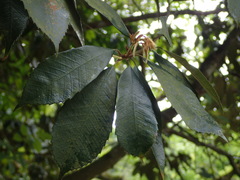 Quercus gilva
