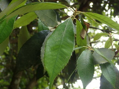 Quercus gilva
