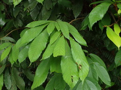 Meliosma rigida