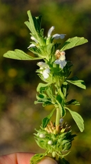 Leucas sexdentata