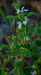 Leucas sexdentata