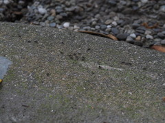 Technomyrmex brunneus