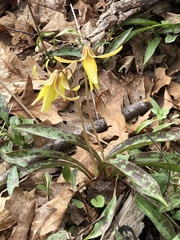 Erythronium americanum