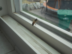 Apis mellifera