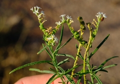 Heliotropium lineare