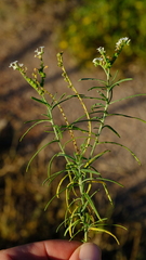 Heliotropium lineare