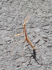 Hypsicorypha gracilis