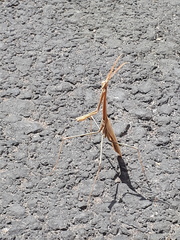 Hypsicorypha gracilis