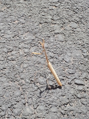 Hypsicorypha gracilis