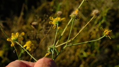 Calostephane divaricata