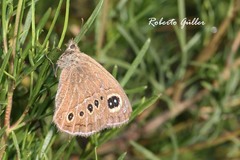 Pampasatyrus gyrtone