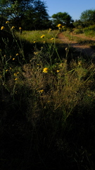 Calostephane divaricata