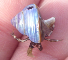 Pagurus hirsutiusculus