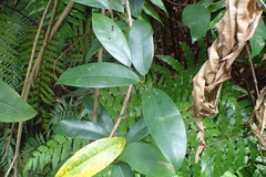 Anodendron affine