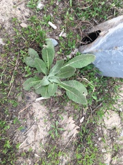 Verbascum songaricum