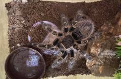 Grammostola pulchripes