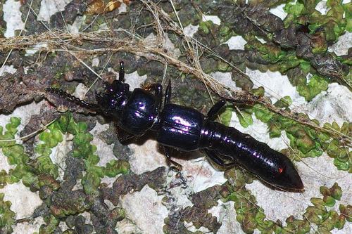 Priochirus, 2014-11-11