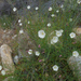 Calystegia longipes - Photo (c) randomtruth，保留部份權利CC BY-NC-SA
