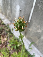 Youngia thunbergiana