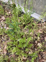 Youngia thunbergiana