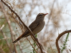 Cercotrichas galactotes