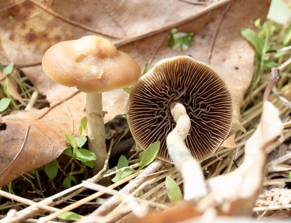 Psychedelic Ovoid Mushroom from State Gamelands Rd, Wexford, PA 15090 ...