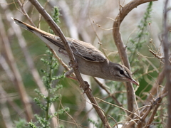 Cercotrichas galactotes