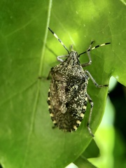 Rhaphigaster nebulosa