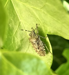 Rhaphigaster nebulosa