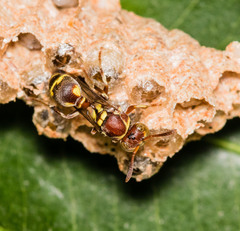 Ropalidia cyathiformis