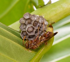 Polistella